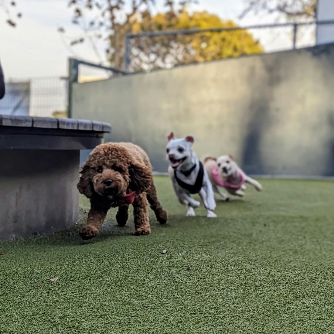 Dogs playing at daycare