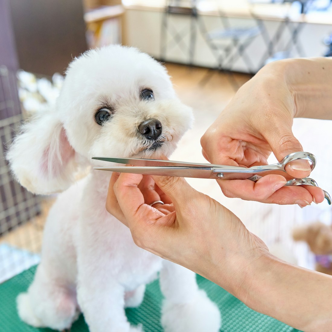 Dog being groomed