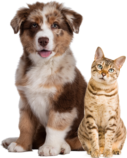 Happy dog and cat